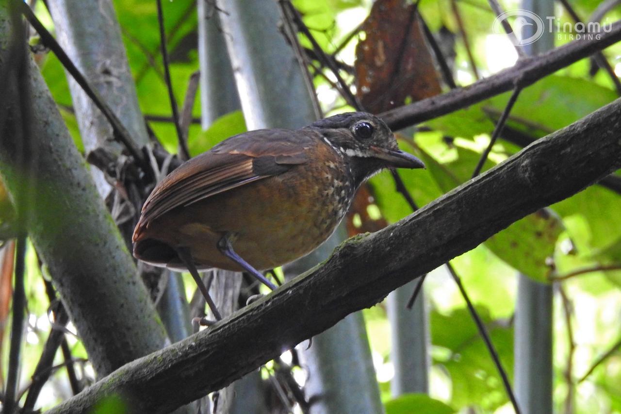 Tinamu Birding Hotel La Manuelita Exterior photo