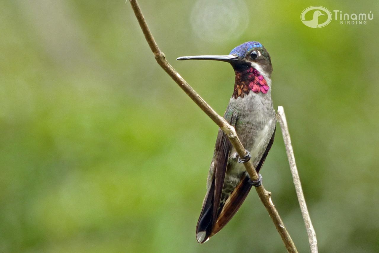 Tinamu Birding Hotel La Manuelita Exterior photo